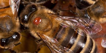 Arıcılığı Tehdit Eden Parazit : Varroa Destructor