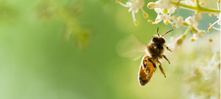 Arı Dansı: Arıların İletişim Dili